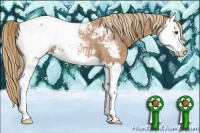 Horse Color:Red Roan Splash Appaloosa 