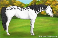 Horse Color:Black Splash Appaloosa 