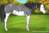 Horse Color:Blue Roan Splash 