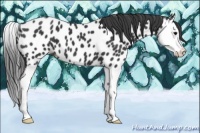 Horse Color:Black Splash Appaloosa 