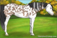 Horse Color:Bay Roan Splash Appaloosa 
