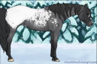 Horse Color:Blue Roan Appaloosa 