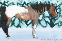 Horse Color:Bay Roan Appaloosa 