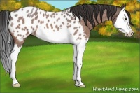 Horse Color:Brown Roan Splash Near Leopard 