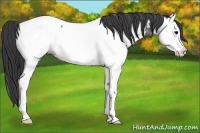 Horse Color:Blue Roan Splash Appaloosa 