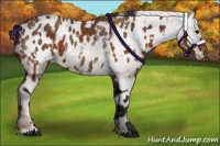 Horse Color:Brown Appaloosa  and Chestnut Appaloosa 