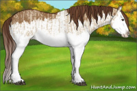 Horse Color:Red Dun Splash and Gray Red Dun Splash
