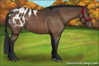 Horse Color:Bay Appaloosa 