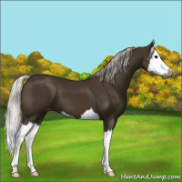 Horse Color:Gray Silver Smoky Black Sabino Splash Appaloosa 