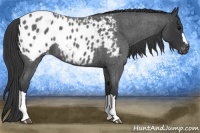 Horse Color:Blue Roan Appaloosa