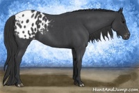 Horse Color:Blue Roan Appaloosa 