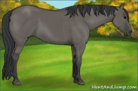 Horse Color:Grullo 