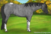 Horse Color:Blue Roan Tobiano 