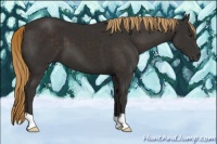 Horse Color:Liver Chestnut 