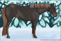Horse Color:Liver Chestnut 
