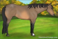Horse Color:Buckskin Roan 