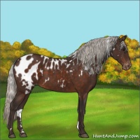 Horse Color:White Spotted Silver Brown Appaloosa