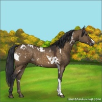 Horse Color:White Spotted Brown Dun