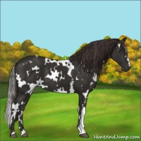 Horse Color:White Spotted Liver Chestnut