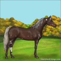 Horse Color:White Spotted Silver Brown 