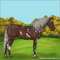 Horse Color:White Spotted Silver Brown 