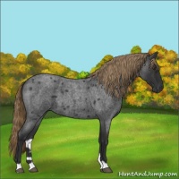 Horse Color:Liver Red Roan 