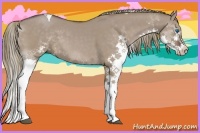 Horse Color:Liver Red Dun Splash Tobiano 