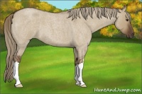 Horse Color:Liver Red Dun Roan 