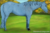 Horse Color:ERROR: UNKNOWN ANOMALY