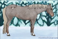 Horse Color:Liver Chestnut Appaloosa 