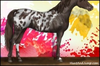 Horse Color:Liver Chestnut Appaloosa
