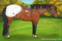 Horse Color:Brown Appaloosa 