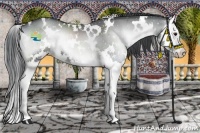 Horse Color:White Spotted Blue Onyx Chinchilla Splash 