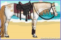 Horse Color:White Spotted Gold Champagne 