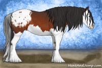 Horse Color:Brown Splash Appaloosa 