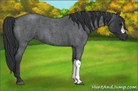 Horse Color:Blue Roan 
