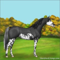Horse Color:Blue Roan Splash 