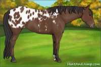 Horse Color:Bay Appaloosa