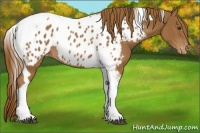 Horse Color:Chestnut Tobiano Appaloosa Rabicano 