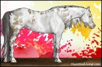 Horse Color:White Spotted Liver Red Dun Near Leopard