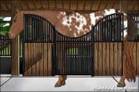 Horse Color:Chestnut Appaloosa