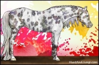 Horse Color:Nacre White Spotted Silver Amber Champagne Ice Dun Appaloosa