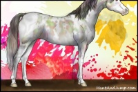 Horse Color:Nacre Plaid  White Spotted Buckskin Chinchilla Onyx Sabino 