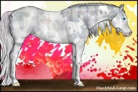 Horse Color:Plaid  White Spotted Silver Bay Pearl Dun Splash Brindle 