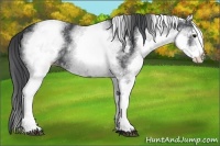 Horse Color:White Spotted Black 
