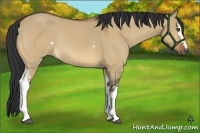 Horse Color:White Spotted Bay Dun Rabicano