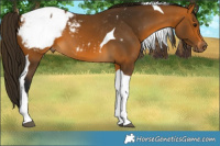 Horse Color:Gray Buckskin Tobiano Snowcap 