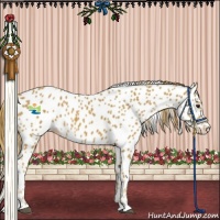 Horse Color:Chestnut Appaloosa 