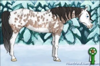 Horse Color:Bay Ice Roan Splash Appaloosa Rabicano 