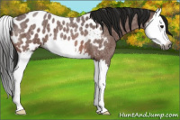 Horse Color:Gray Bay Roan Splash Appaloosa 